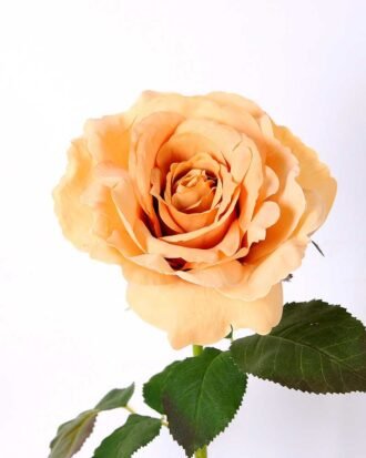 12*65CM single rose GS-2580086-Y1