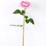 12*65CM single rose GS-2580086-Z1