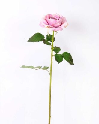 12*65CM single rose GS-2580086-Z1