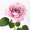 12*65CM single rose GS-2580086-Z1