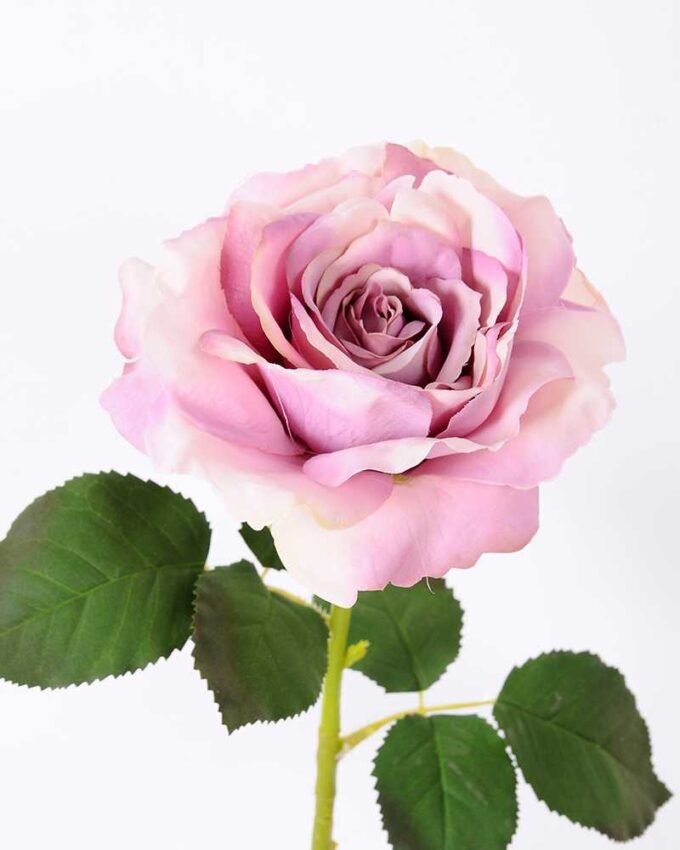 12*65CM single rose GS-2580086-Z1