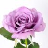 12*65CM single rose GS-2580086-Z2