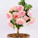 22*22*34CM Rose Bouquet GS-2580109-P1