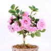 22*22*34CM Rose Bouquet GS-2580109-P2