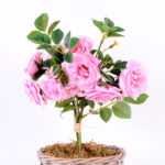 22*22*34CM Rose Bouquet GS-2580109-P2