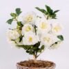 22*22*34CM Rose Bouquet GS-2580109-W1