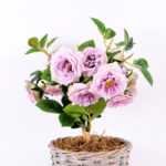 22*22*34CM Rose Bouquet GS-2580109-Z1