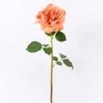 26*65CM single rose GS-2580112-O1