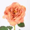 26*65CM single rose GS-2580112-O1