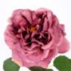 26*65CM single rose GS-2580112-P1