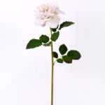 26*65CM single rose GS-2580112-W1