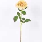 26*65CM single rose GS-2580112-Y1
