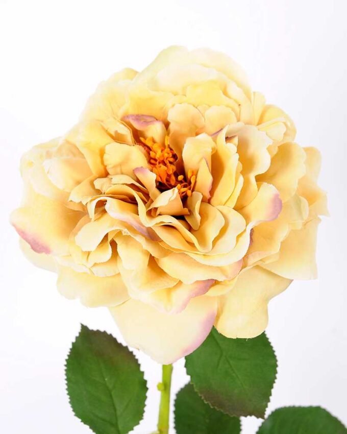 26*65CM single rose GS-2580112-Y1