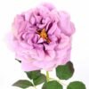 26*65CM single rose GS-2580112-Z1