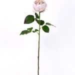 54*66CM Autumn Peony*2(S) GS-2580113-W1