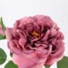 32*30CM Single  Rose GS-2580115-P1