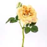 32*30CM Single  Rose GS-2580115-Y1