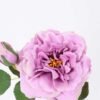 32*30CM Single  Rose GS-2580115-Z1