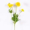 17*17*24CM Single Carnation*4 GS-2620188-Y1