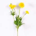 17*17*24CM Single Carnation*4 GS-2620188-Y1