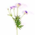 17*17*24CM Single Carnation*4 GS-2620188-Z1