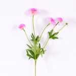 17*17*24CM Single Carnation*4 GS-2620188-Z2