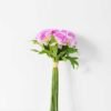 12*24cm Carnation bouquet*9 GS-2620203 4 12*24cm Carnation bouquet*9 GS-2620203