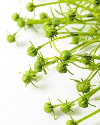 26*26*50CM Grass Bush*6 GS-2620209