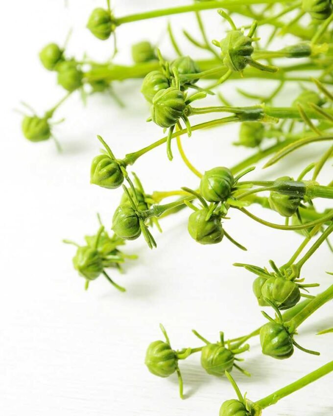 26*26*50CM Grass Bush*6 GS-2620209