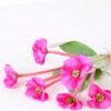 18*34CM MINI FLOWER BUSH*7 GS-2620220-R1