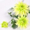 24*73CM chrysanthemum spray*3 GS-2620223-G1