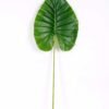 37*103CM Taro leaves GS-2690051