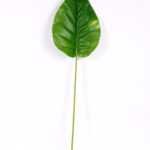 28*99CM  Taro leaves GS-2690053