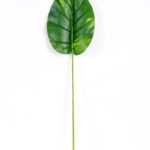 23*87CM Taro leaves GS-2690054