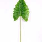 36*110CM Taro leaves GS-2690057