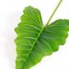 24*89CM Taro leaves GS-2690058