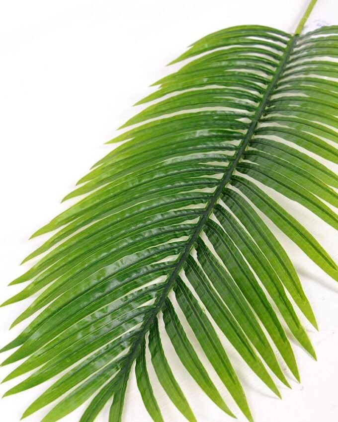 29*122CM Kwai leaves GS-2690059