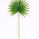 41*83CM Kwai leaves GS-2690062