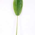 29*130CM banana leaf GS-2690065