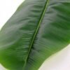 29*130CM banana leaf GS-2690065