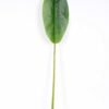 24*117CM banana leaf GS-2690066