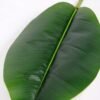24*117CM banana leaf GS-2690066