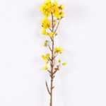 10*82CM Single cherry GS-2790143-Y1