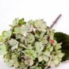 15*34CM Single Hydrangea GS-2790145-G1
