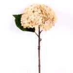 15*34CM Single Hydrangea GS-2790145-W1