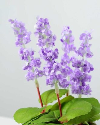 Lavender*7 GS-2960001