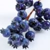 8*42cm Blueberry?branches?spray GS-3010101