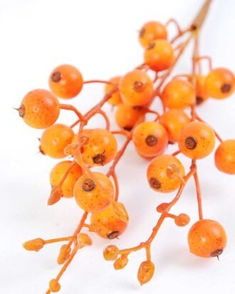 10*45cm  Yellow Hawthorn GS-3010111