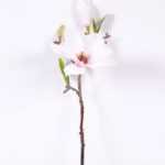 16*37CM yulan magnolia GS-3020042-W2