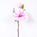 16*37CM yulan magnolia GS-3020042-Z2